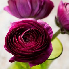 Ranúnculo Pauline Violet