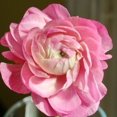Ranúnculo Rosa