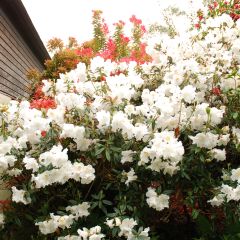 Rhododendron Fragrantissimum - Rododendro Anão