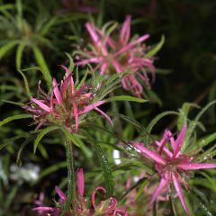 Rhododendron macrosepalum Linearifolium - Rododendro Anão