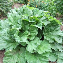 Ruibarbo Gigante Victoria Bio - Ferme de Sainte-Marthe
