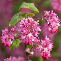 Groselheira-sanguínea - Ribes sanguineum