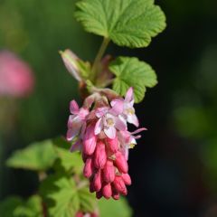 Groselheira-sanguínea King Edward VII - Ribes sanguineum