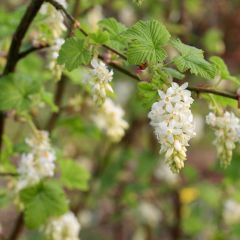 Groselheira-sanguínea White Icicle - Ribes sanguineum