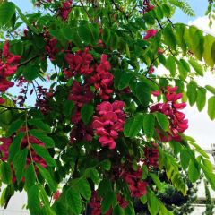 Robinia pseudoacacia Casque Rouge - Acácia-bastarda