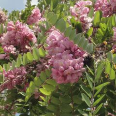 Robinia hispida Rosea - Acácia-bastarda