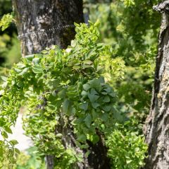 Robinia pseudoacacia Twisty Baby Lace Lady - Acácia-bastarda