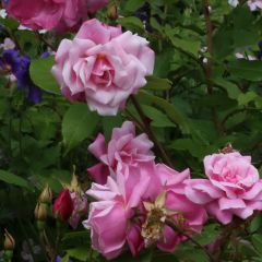 Roseira antiga Old Blush