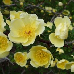 Rosa hugonis - Roseira brava