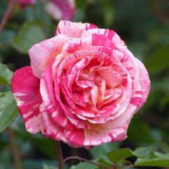 Roseira de flor grande Brocéliande
