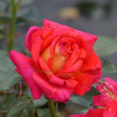 Roseira de flor grande Parfum de Grasse
