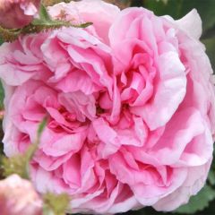 Rosa centifolia Muscosa - Roseira antiga