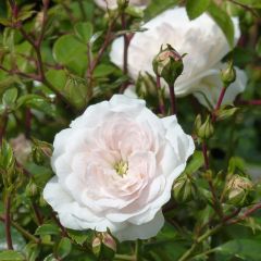 Roseira miniatura Swany