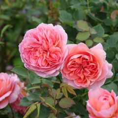Roseira inglesa Boscobel