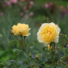 Roseira inglesa Graham Thomas
