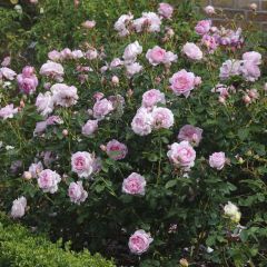 Roseira inglesa Scepter'd Isle