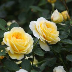Roseira inglesa The Pilgrim