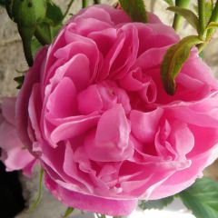 Roseira antiga Fantin-Latour