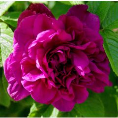 Roseira rugosa Hansa