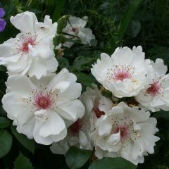 Roseira antiga Jacqueline du Pré