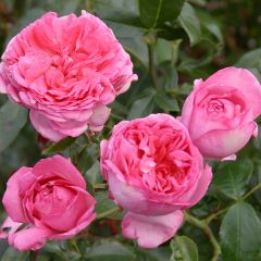 Roseira de flor grande La Rose de Molinard