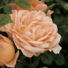 Roseira miniatura Sweet Dream
