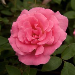 Roseira trepadeira Zéphirine Drouhin