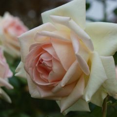 Roseira de flor grande Prince Jardinier