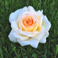 Roseira de flor grande Anastasia