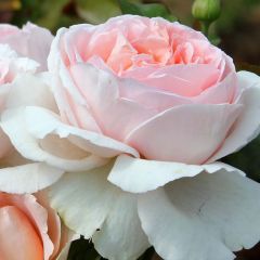 Roseira de flor grande André Le Notre
