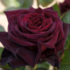 Roseira de flor grande Black Baccara