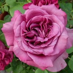 Roseira de flor grande Claude Brasseur