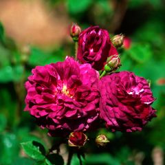 Roseira antiga Cardinal de Richelieu