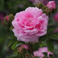 Rosa centifolia Cristata - Roseira antiga