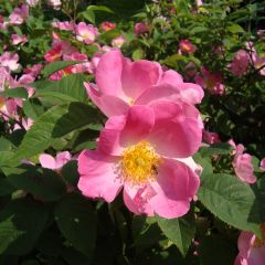 Roseira antiga Complicata
