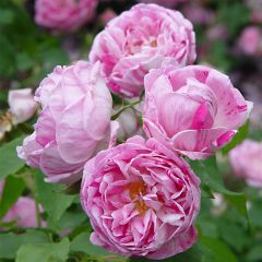 Roseira antiga Honorine de Brabant