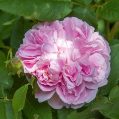 Roseira antiga Jacques Cartier
