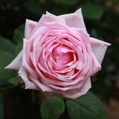 Roseira antiga La France