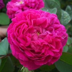 Roseira antiga Rose de Rescht