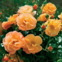 Roseira paisagística Calizia