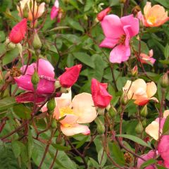 Roseira brava Mutabilis