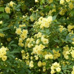 Rosa banksiae Lutea - Roseira de Banks