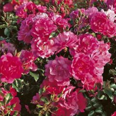 Roseira paisagística Flower Carpet
