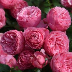 Roseira floribunda Pomponella