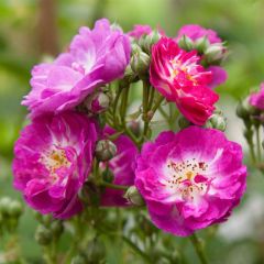 Roseira trepadeira Perennial Blue