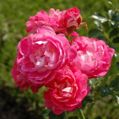 Roseira miniatura Charmant