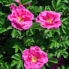 Roseira rugosa Roseraie de l'Hay