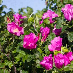 Roseira rugosa rugosa Rubra