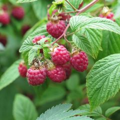 Framboeseiro Rustica - Rubus idaeus