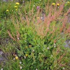 Azeda-romana Bio plantas jovens